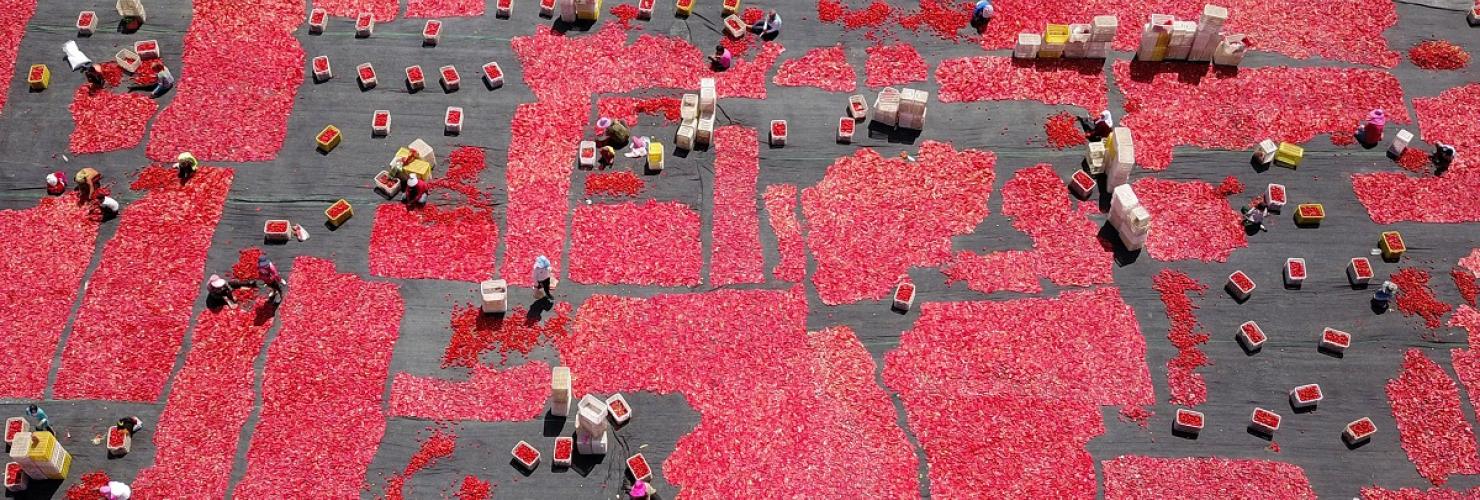 Tomatoes are dried in the sun in Bayingolin Mongol Autonomous Prefecture, southwest China's Xinjiang.