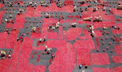 Tomatoes are dried in the sun in Bayingolin Mongol Autonomous Prefecture, southwest China's Xinjiang.